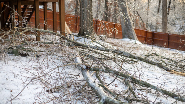 Fallen branches photo by Jonathan Stallings